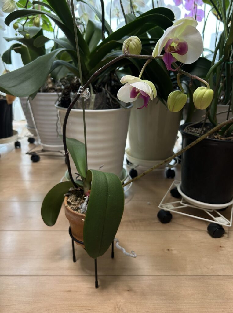 鉢育成 白地にピンク色の胡蝶蘭