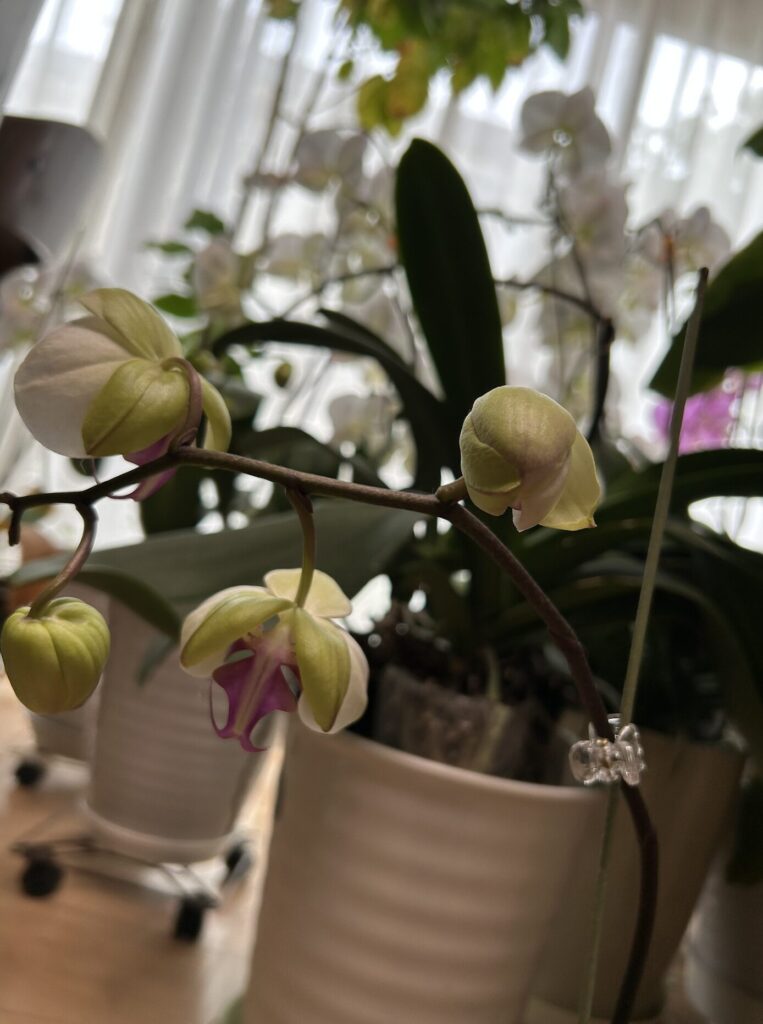 鉢育成 白地にピンク色の胡蝶蘭