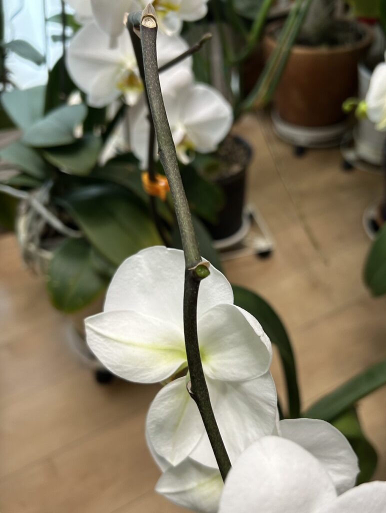 花茎が２つに分かれている鉢育成の白の胡蝶蘭