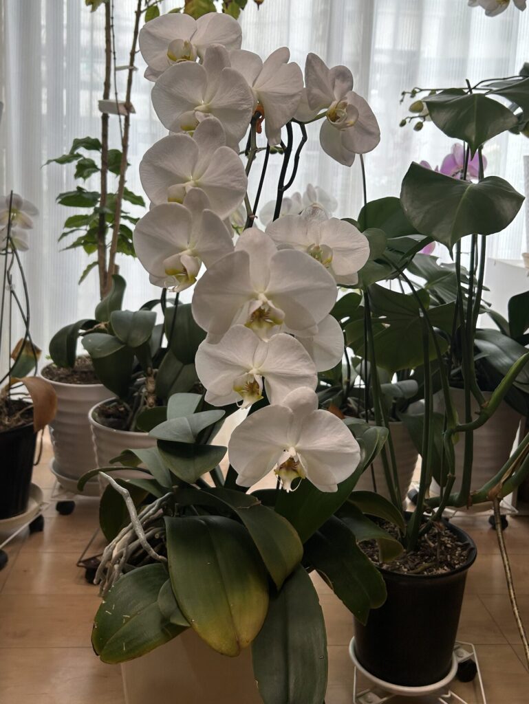 花茎が３つに分かれている鉢育成の白の胡蝶蘭
