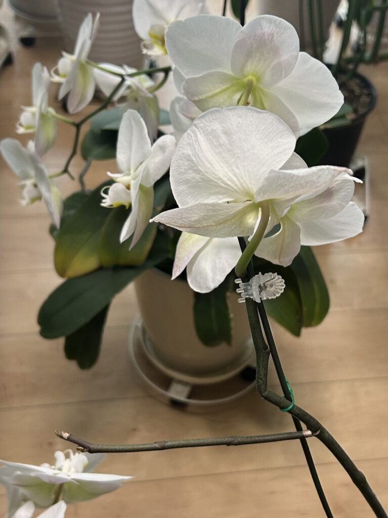 花茎が３つに分かれている鉢育成の白の胡蝶蘭