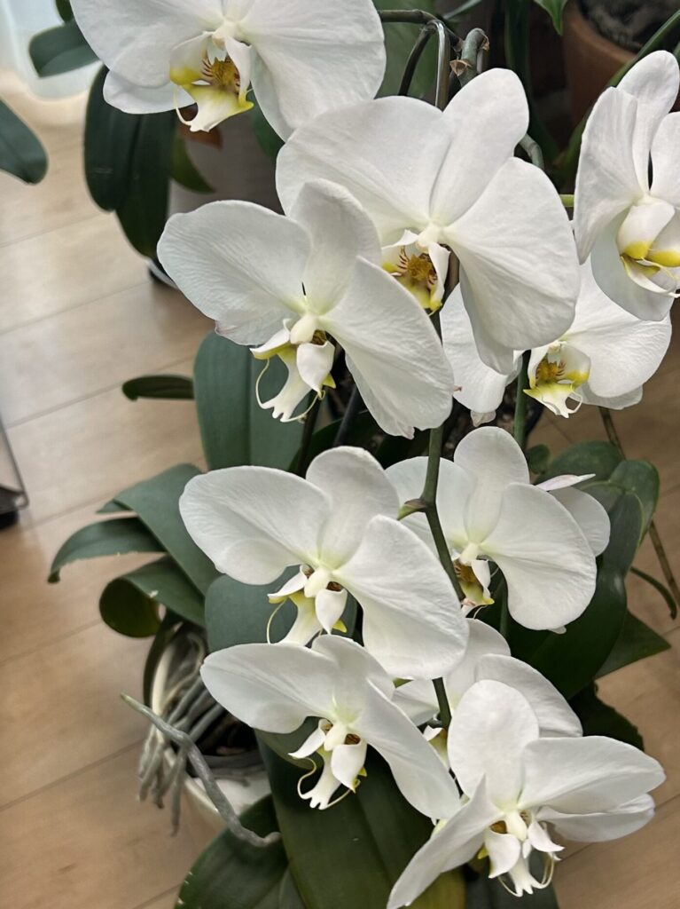 花茎が３つに分かれている鉢育成の白の胡蝶蘭