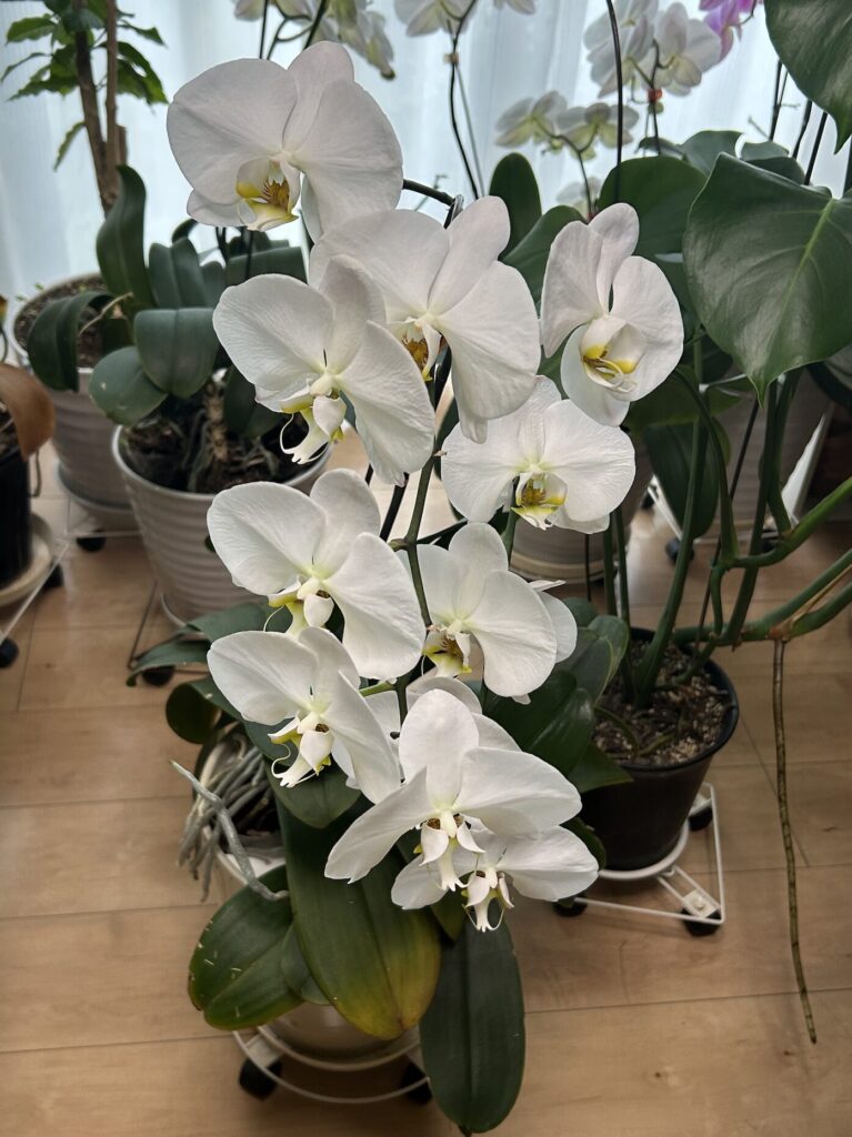 花茎が３つに分かれている鉢育成の白の胡蝶蘭