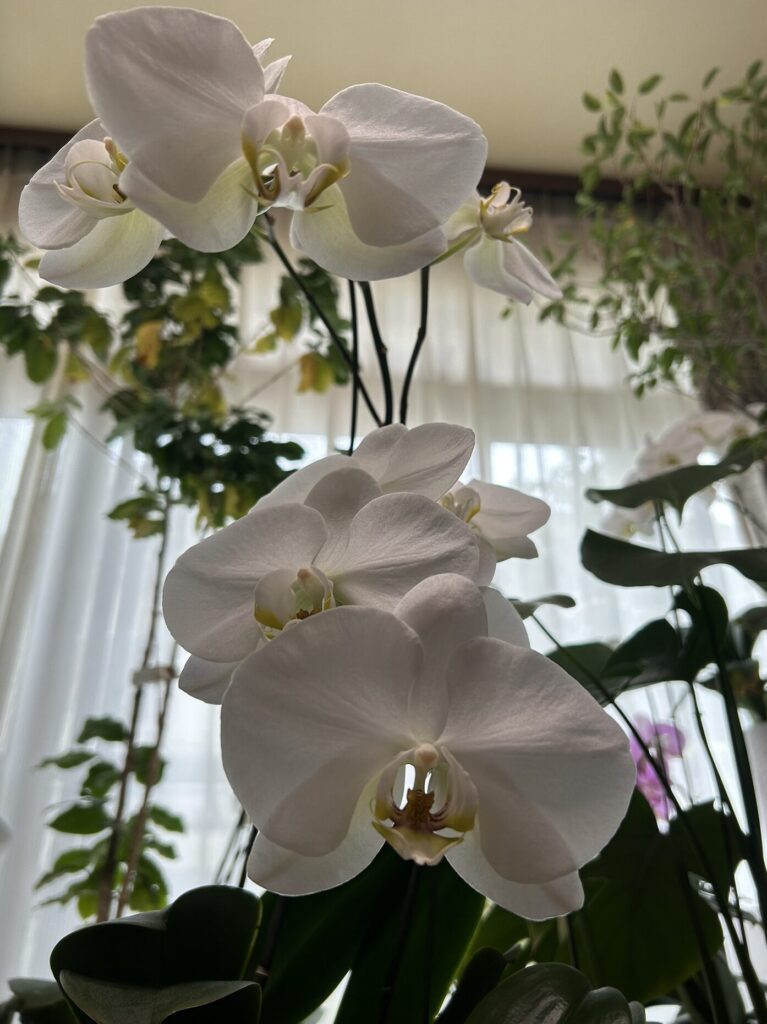鉢育成の白の胡蝶蘭
