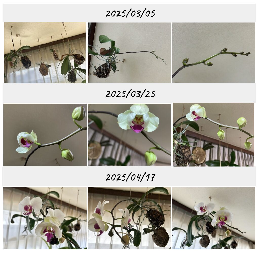 胡蝶蘭苔育成 白地にピンク色のお花。開花の記録