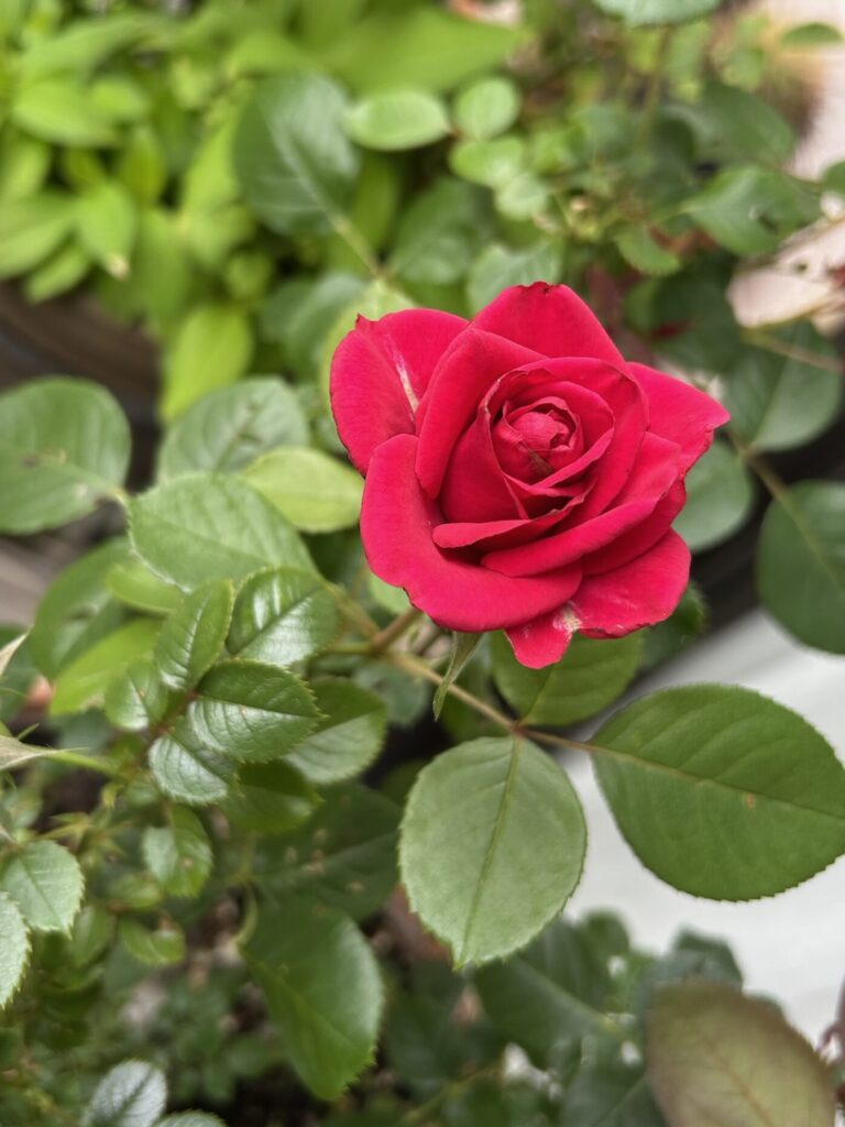 赤い薔薇