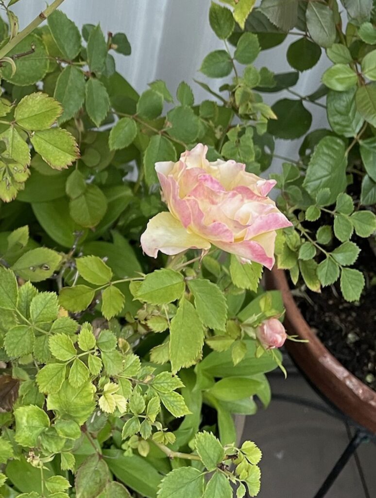 ピンク色の 薔薇