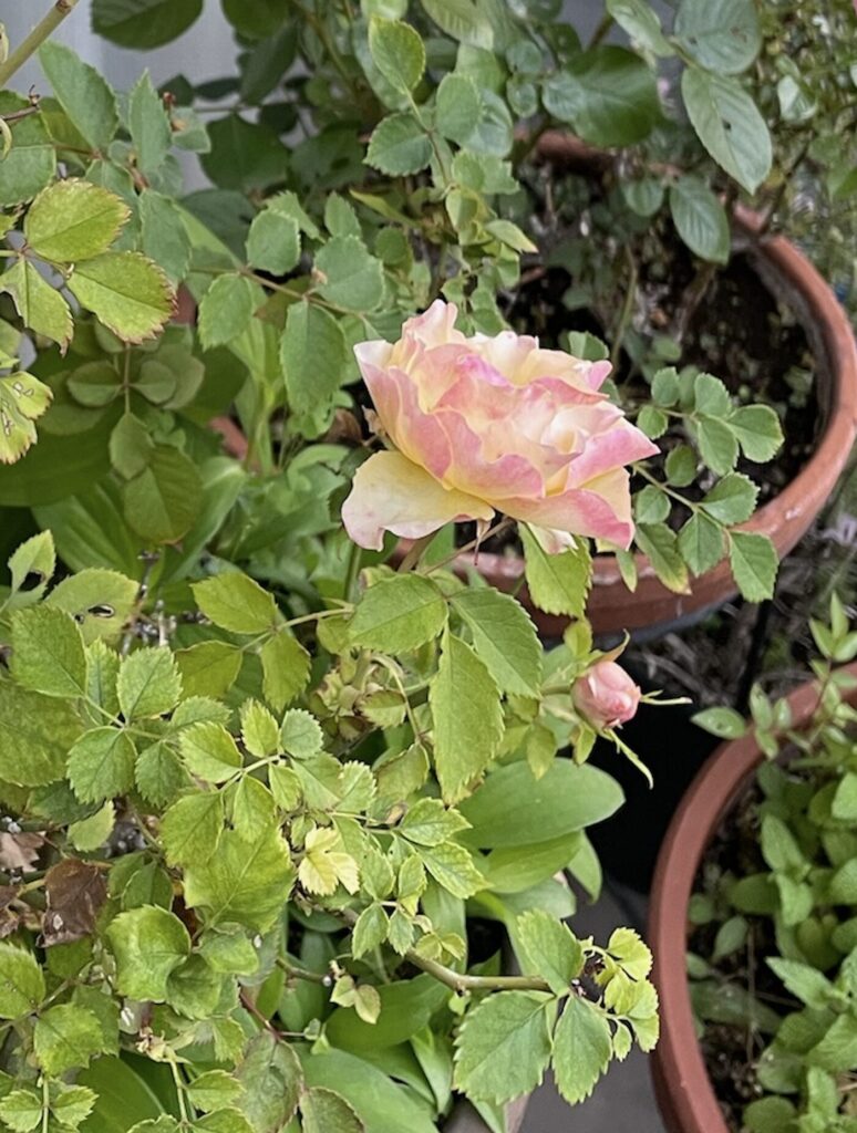 ピンク色の 薔薇