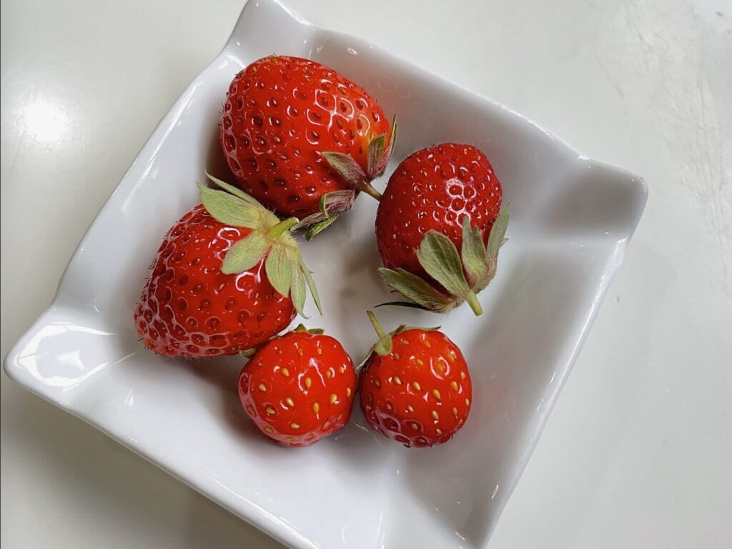 いちごの収穫