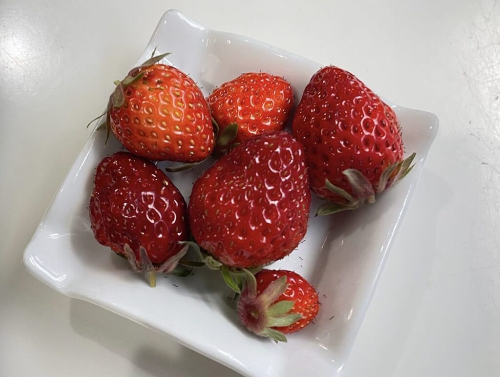 いちごの収穫