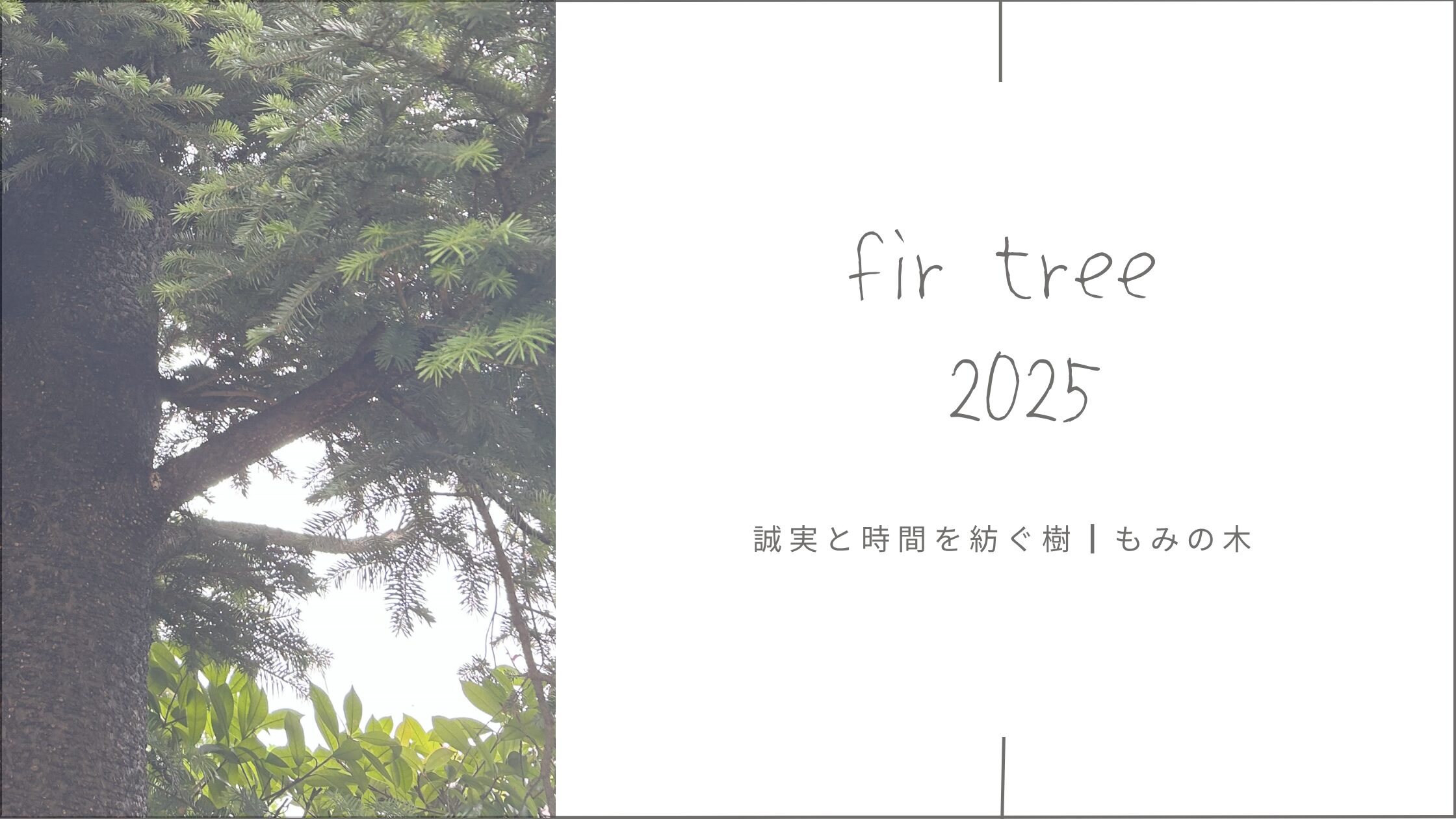 モミの木育成記録 アイキャッチ画像。