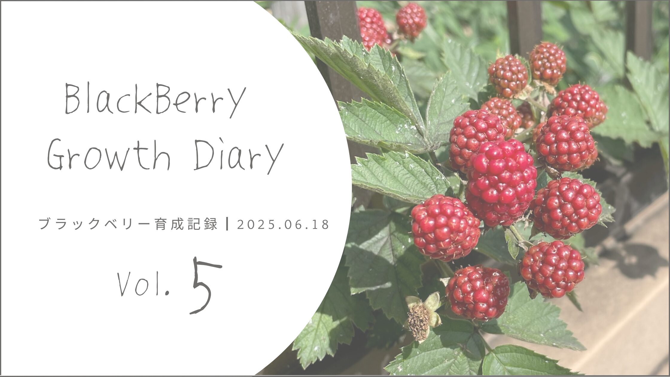 ブラックベリー育成記録 アイキャッチ画像。