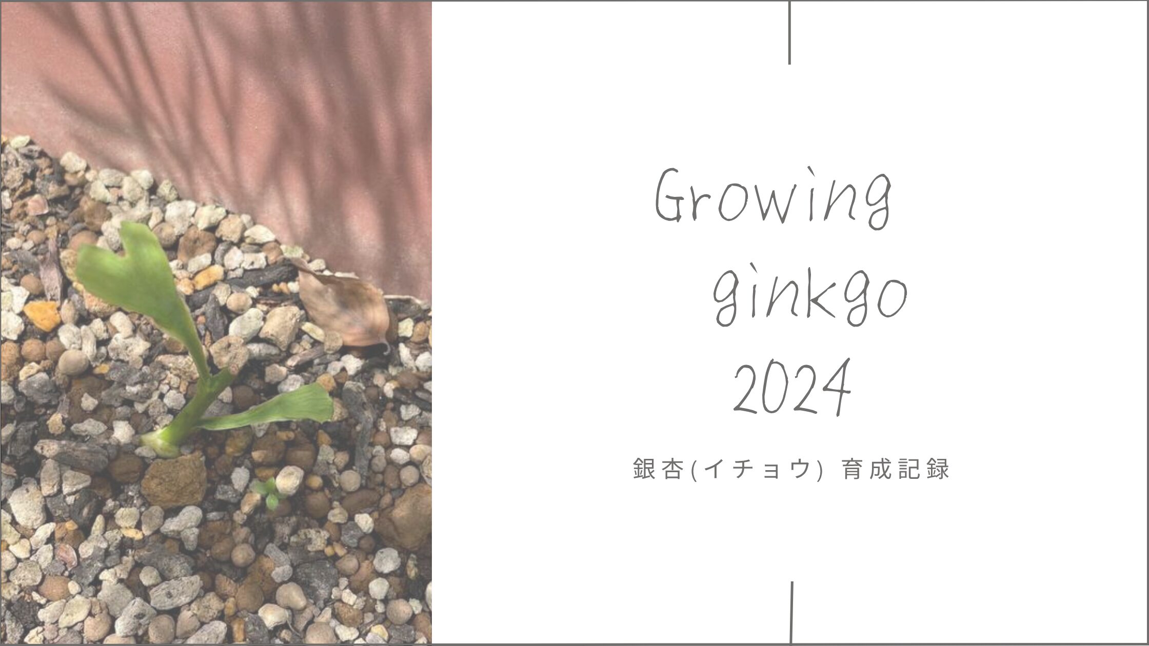 銀杏育成記録 アイキャッチ画像。