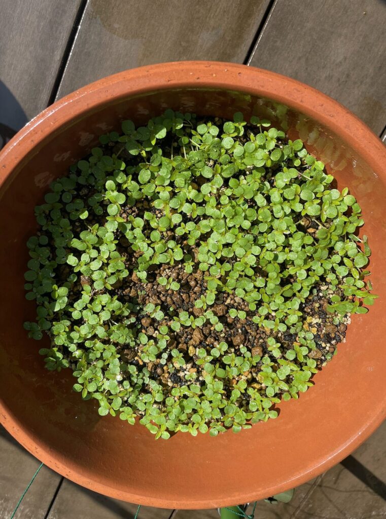 鉢の中に密集して発芽したフウセンカズラ