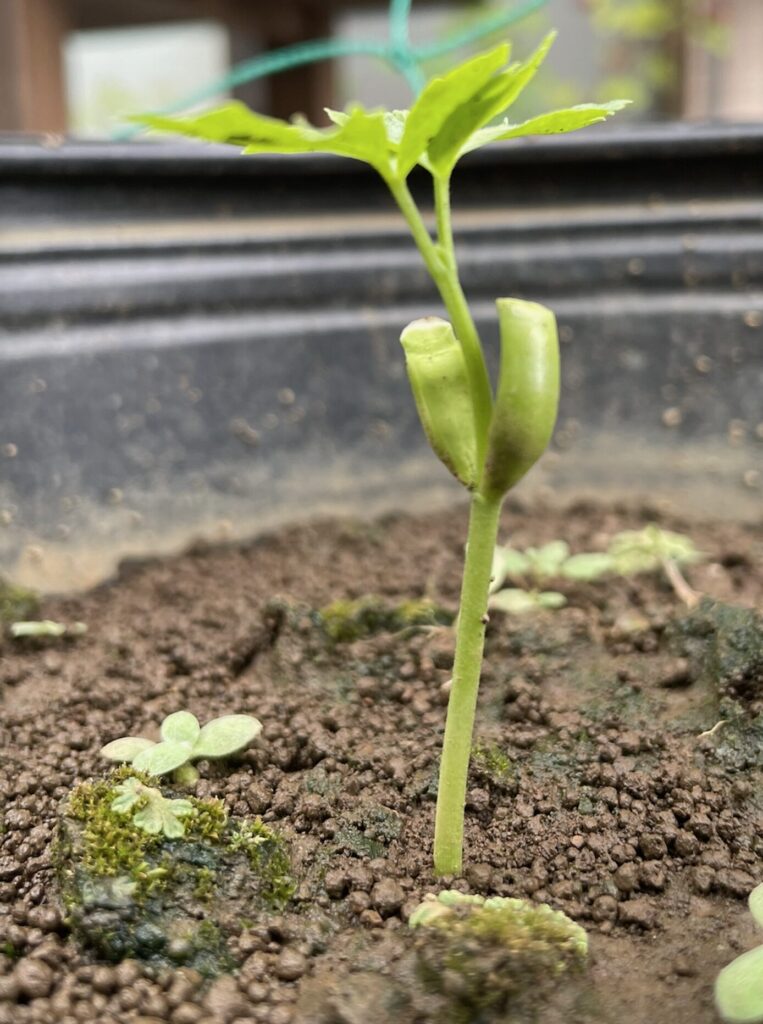 鉢の中で発芽したフウセンカズラ