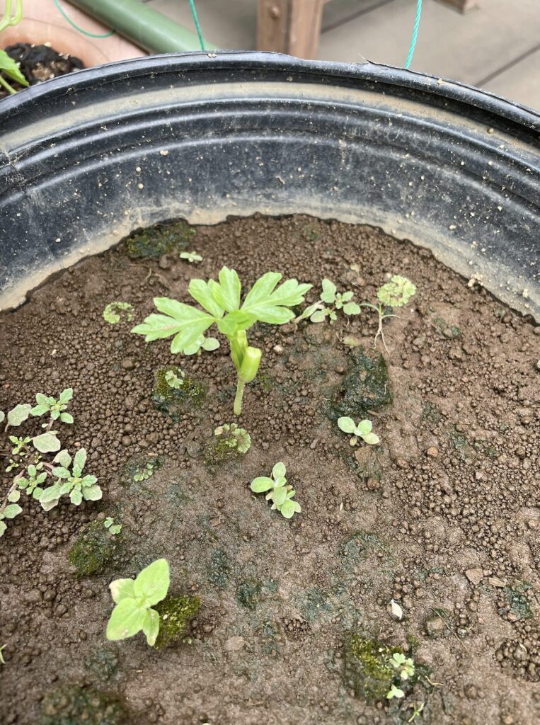 鉢の中で発芽したフウセンカズラ