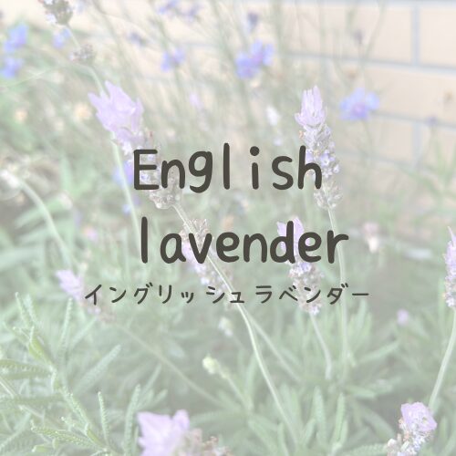 English lavender