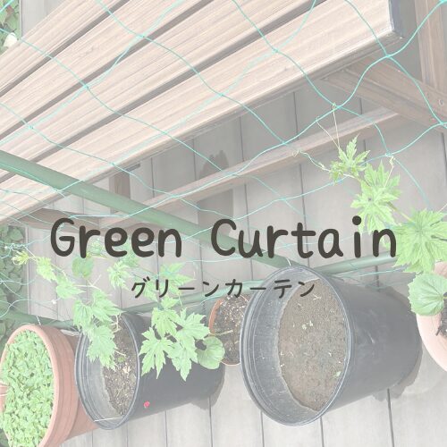 グリーンカーテン｜カテゴリーリンク画像