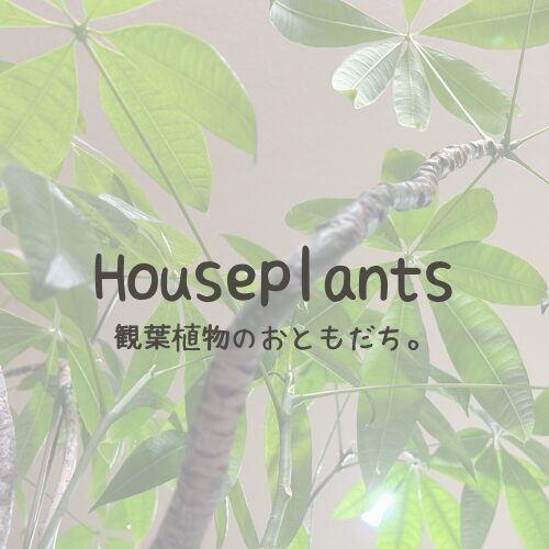 Houseplants