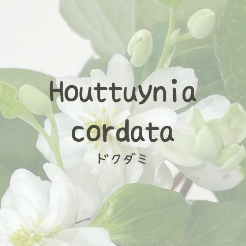 dokudami