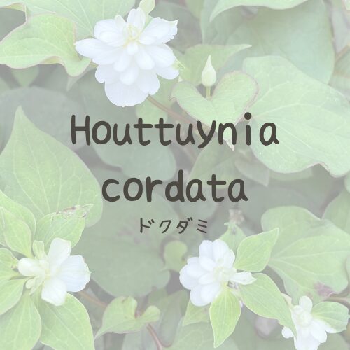 dokudami