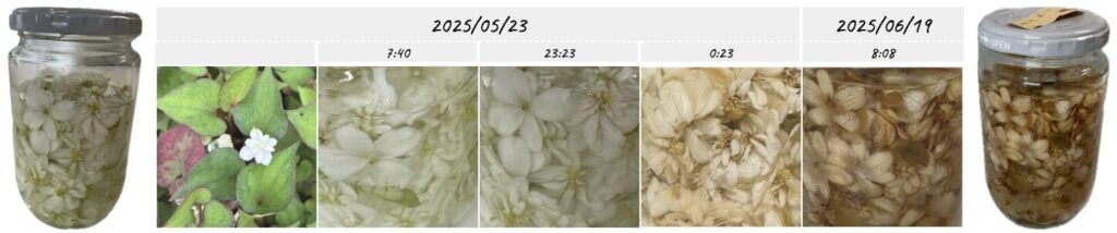 ドクダミチンキ作り①お花×リカー