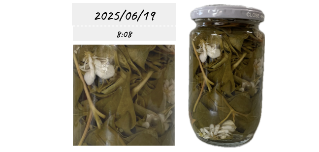ドクダミチンキ作り④葉っぱ×お花×ウォッカ