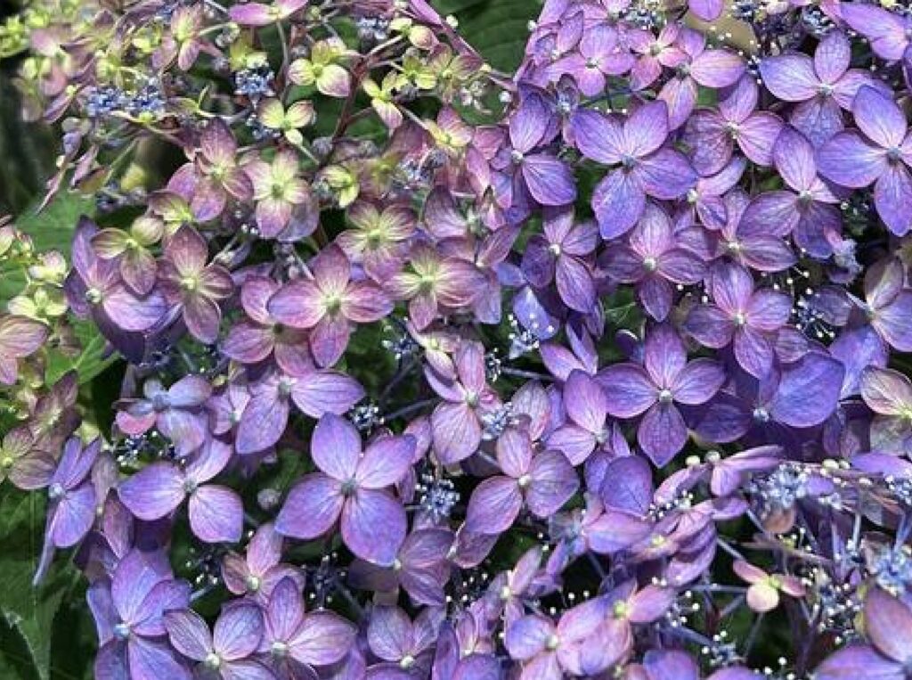 満天の星　紫陽花