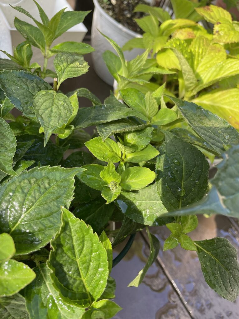 紫陽花 葉っぱと小さな蕾