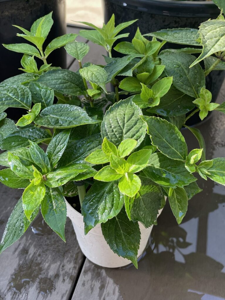 紫陽花 葉っぱと小さな蕾