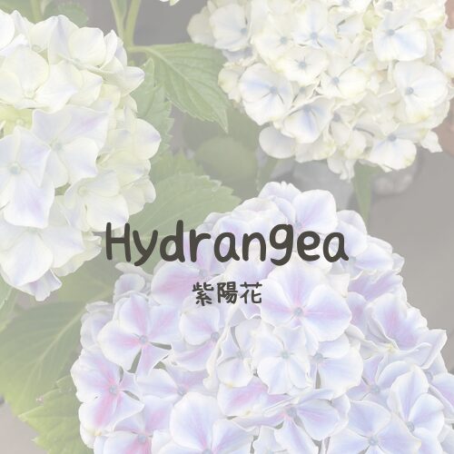 Hydrangea