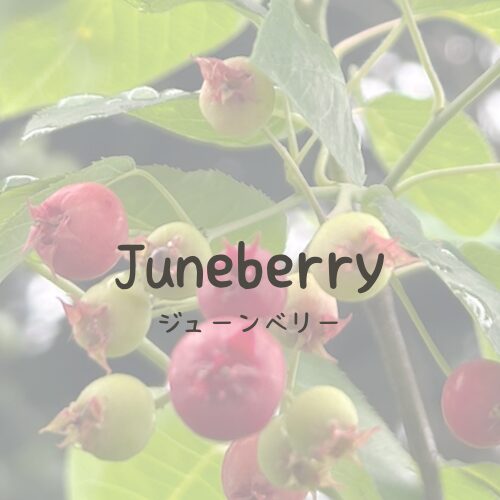 juneberry