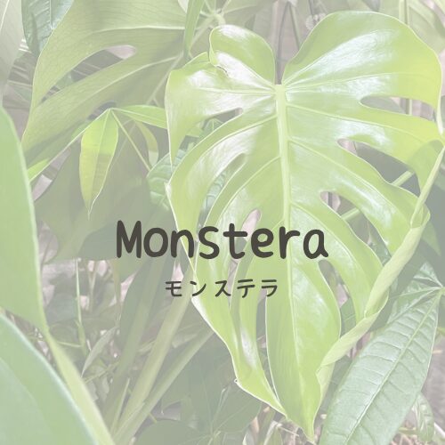 Monstera