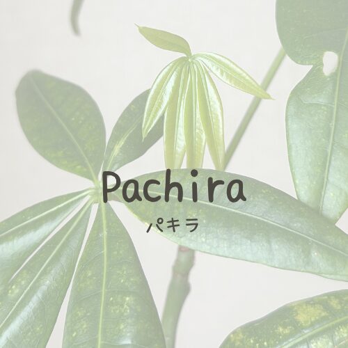 Pachira