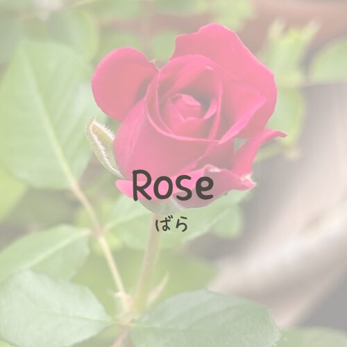 Rose