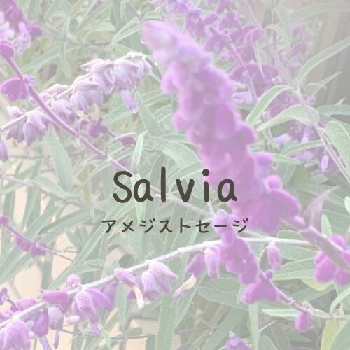 Salvia