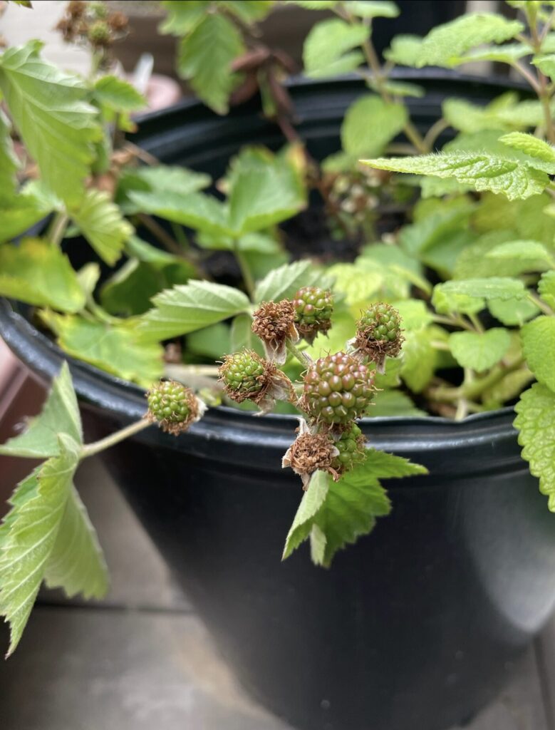 ブラックベリーの白いお花が終わって緑色の実ができた様子