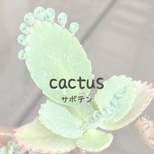 Cactus