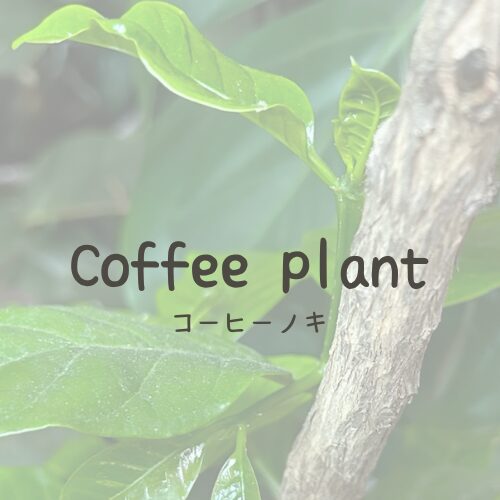CoffeePlant