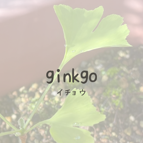 ginkgo