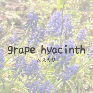 カテゴリーリンク画像