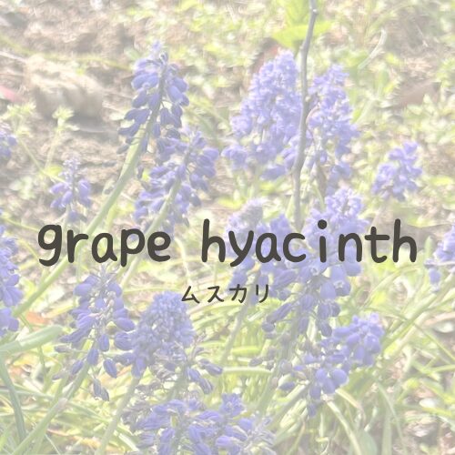 grape hyacinth