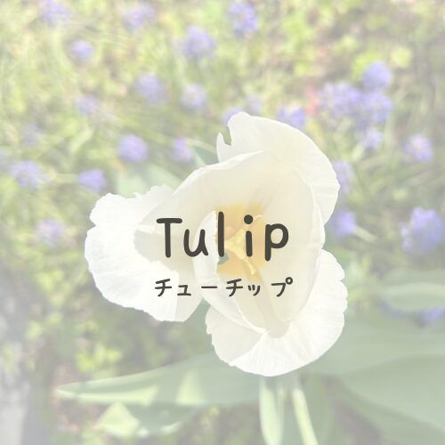 tulip