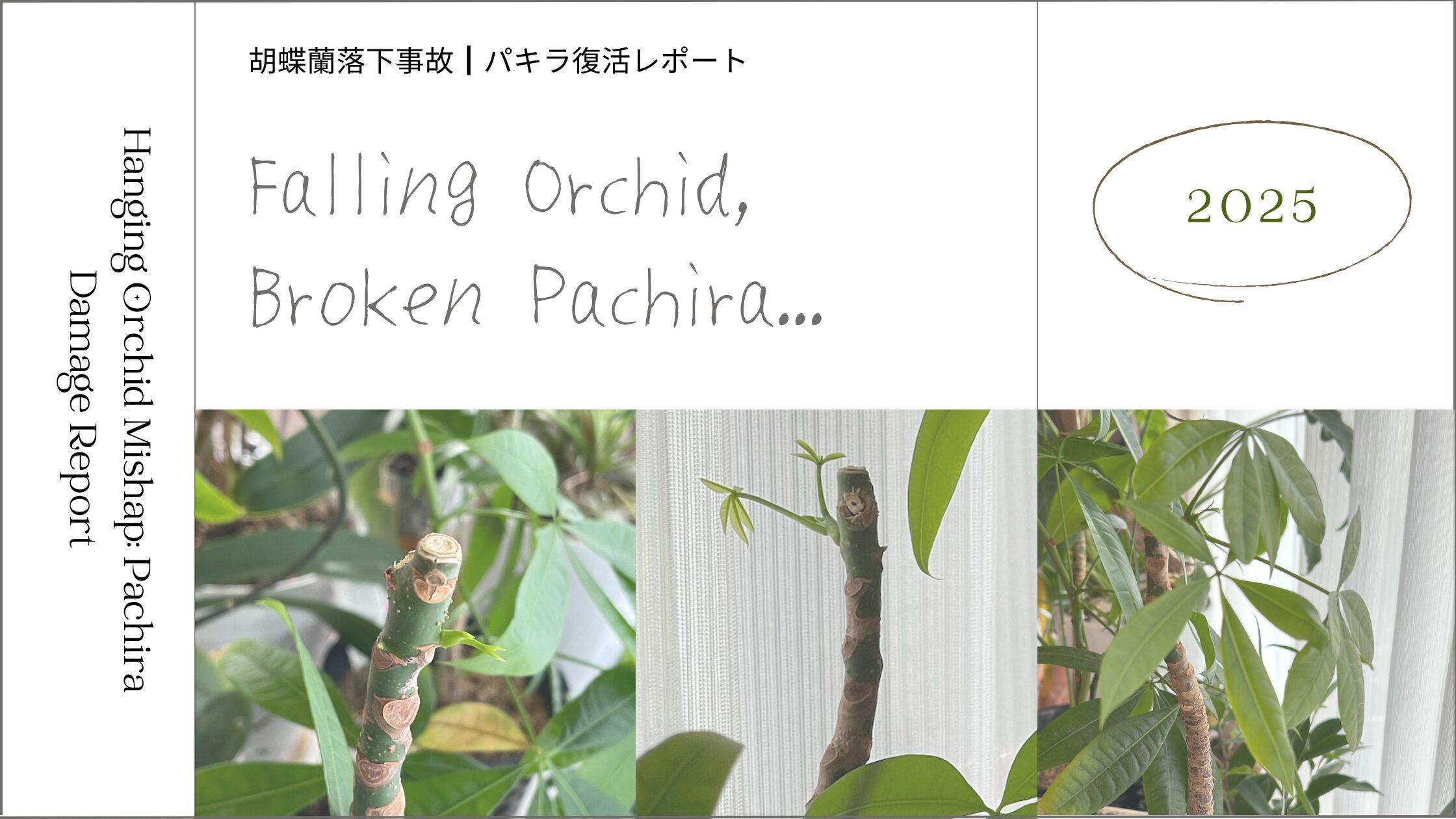 パキラ育成記録 アイキャッチ画像。