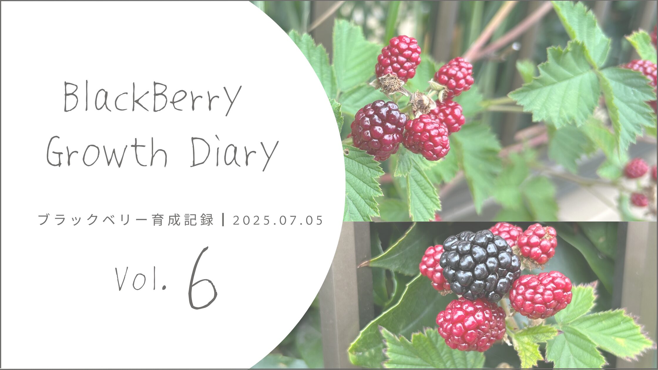 ブラックベリー育成記録 アイキャッチ画像。