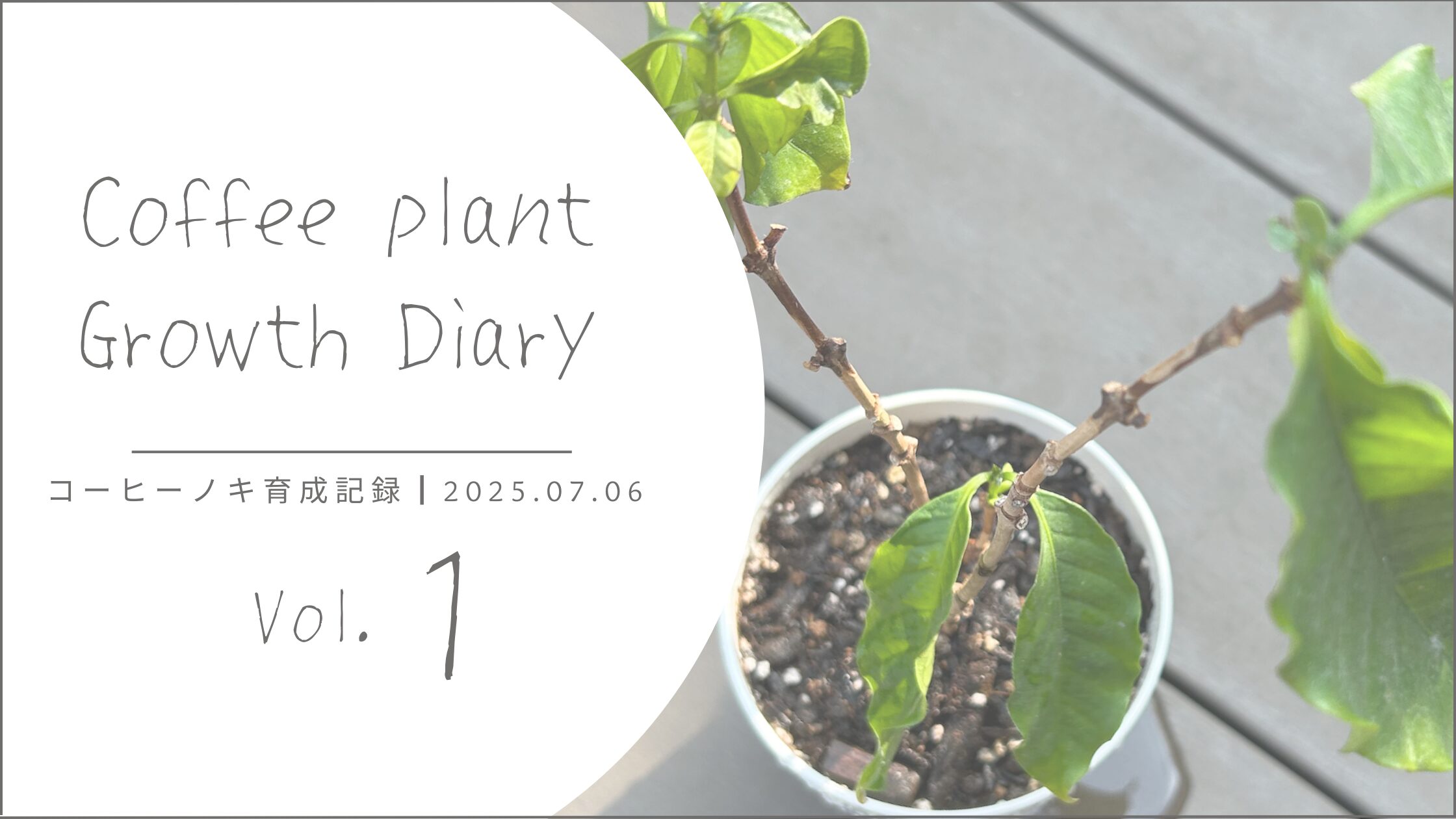 コーヒーノキ育成記録 アイキャッチ画像。