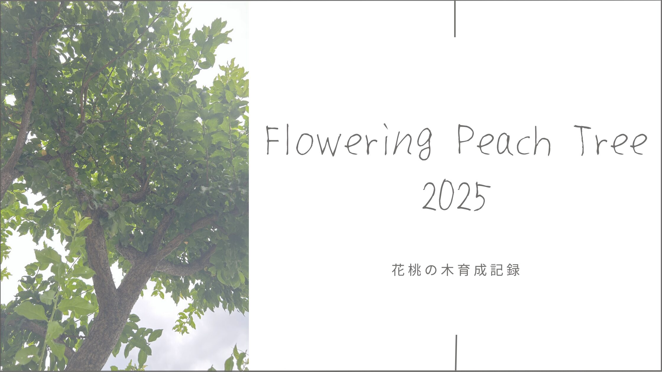花桃の木育成記録 アイキャッチ画像。