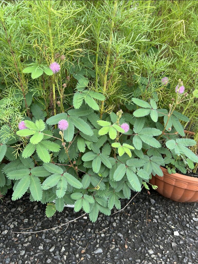 おじぎそうの葉っぱとピンク色のお花