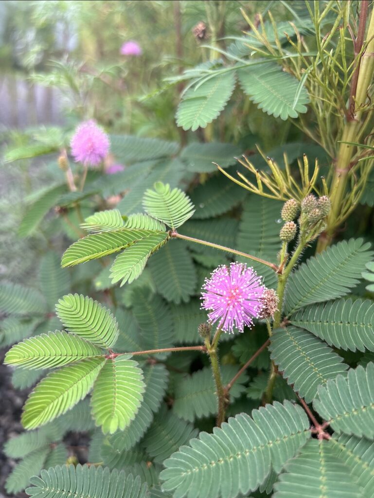 おじぎそうの葉っぱとピンク色のお花