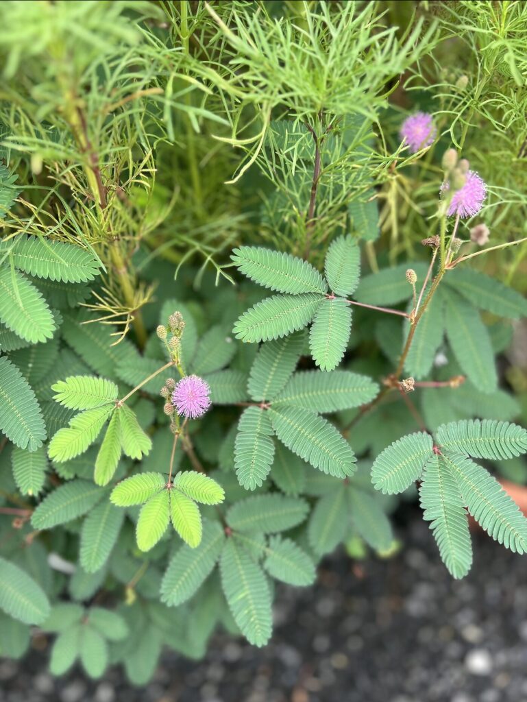 おじぎそうの葉っぱとピンク色のお花